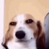Perros para el chat 🤣🐕 (jhz92mfqgs)