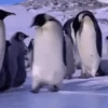 شلالات مضحكة (9pqxrhc5mb)