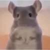 MEMESITOS PARA TI*S,Animados*😎 (tyd9qgkmcb)