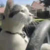 Gatos animados 