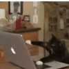 Gatos animados 