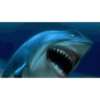 Sharks babyyy