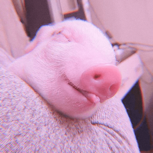 Baby Pig 🐷🐷 (vf2ypkbtd8)