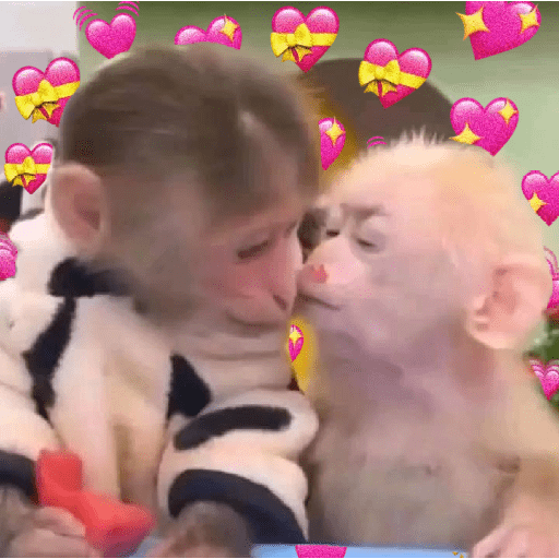 ميم القرد 🐒⭐ (nxkv47szyq)