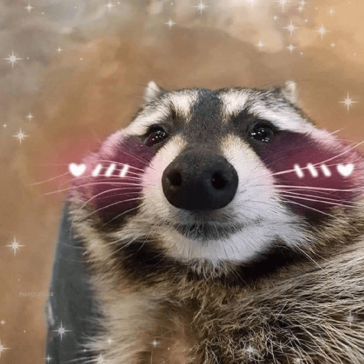 Raccoon Lucu (z89gnk5twc)