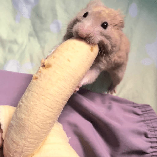الهامستر 🐹 (p58vkcjqrd)
