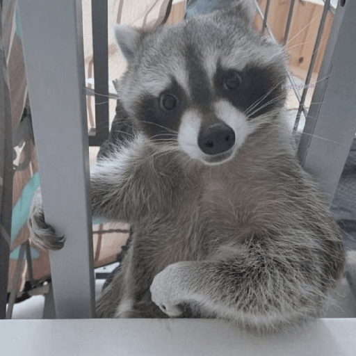 Raccoon Lucu (jn63bq75z4)