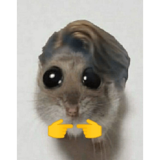 هامستر (vykfznr3pm)