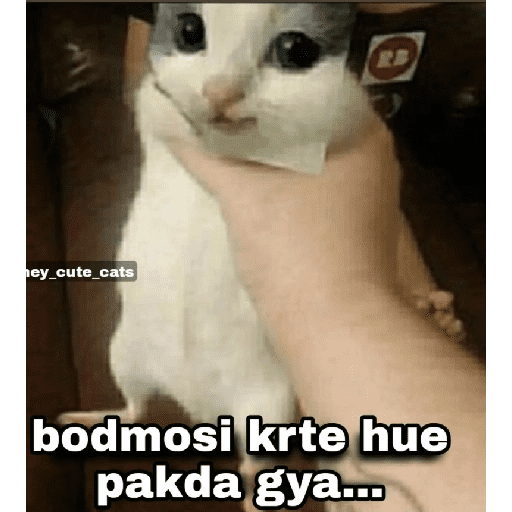 Pookiee Cat 😺🎀 (6wc3mxjt95)