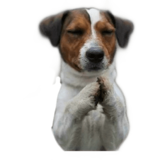 ☆funny pets (w3n7cvqjsb)
