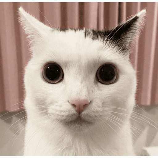 Kucing Tahun Baru (vqtwsgrhn9)