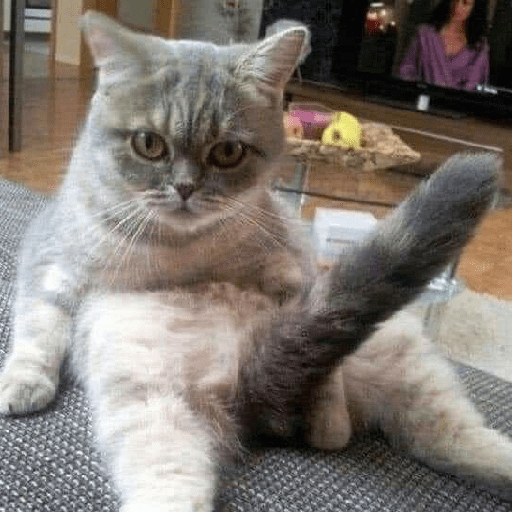 قطة خبيثة 😈🐈 (p8wtfch67m)