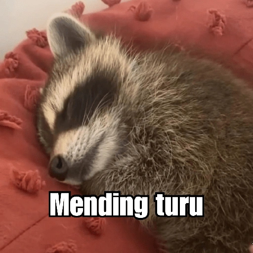 Raccoon Lucu (grx2853dym)
