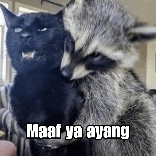 Raccoon Lucu (b6cp59rkhf)