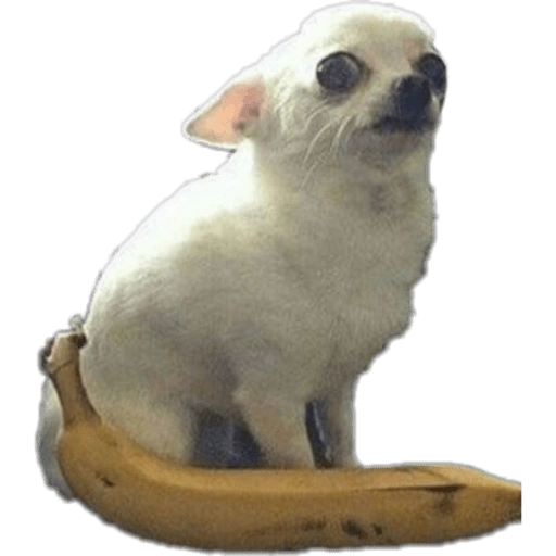 Chihuahuas random (jkgw5f7qnz)