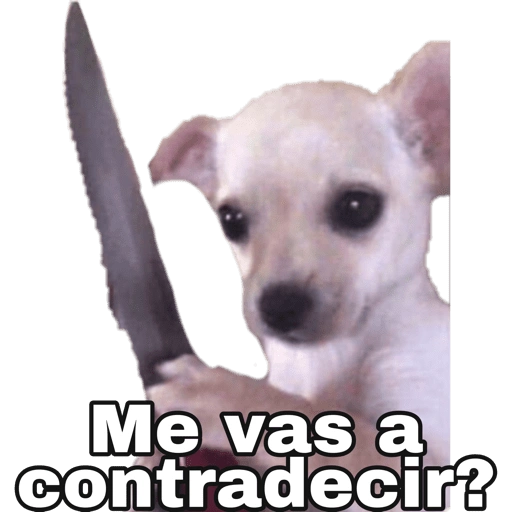 Chihuahuas random (zg2f75h4bm)
