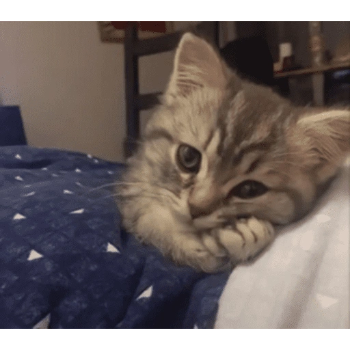 قطط: عصبية ولطيفة 😾 (sc7mqbf4rx)