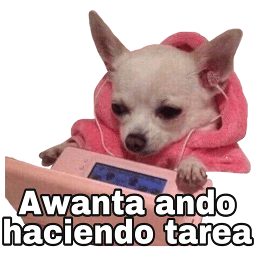 Chihuahuas random (pv93qr8tk6)