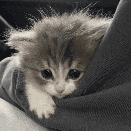 قطط: عصبية ولطيفة 😾 (27bdz53xcr)