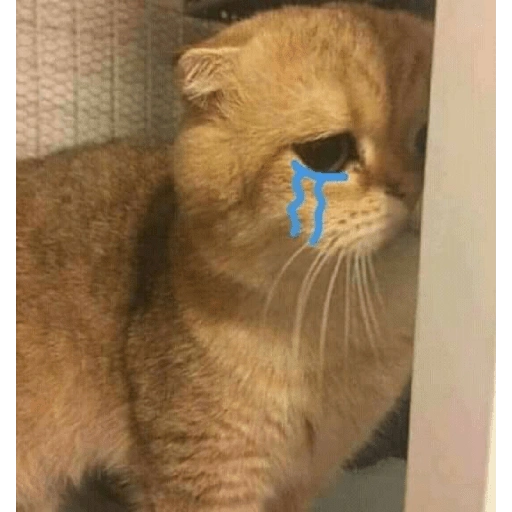 قطة حزينة تبكي (57dbgtqrpw)