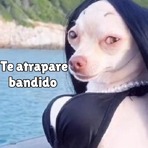 كلاب للدردشة 🐕 (pkysxmnt2d)