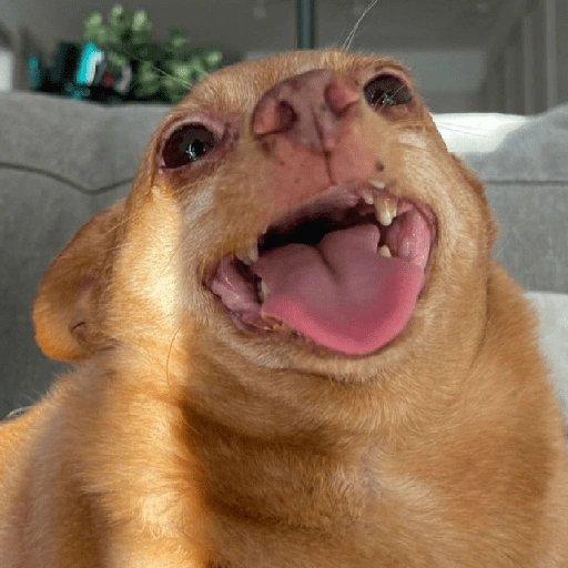 كلاب للدردشة 🐕 (3gs7mpkwhz)