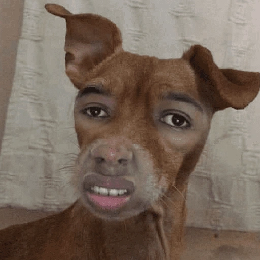 كلاب للدردشة 🐕 (7dv2pbtx8c)