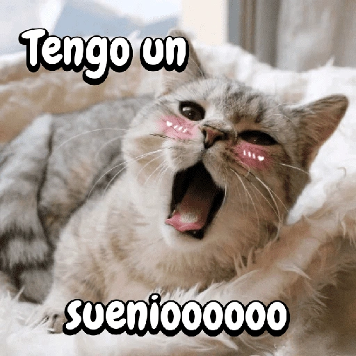 Tengo un Suenioooooo (jk8cwf9hqx)