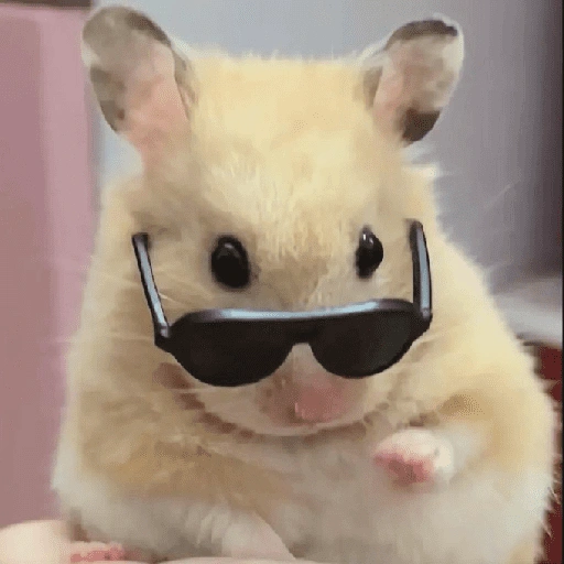 الهامستر 🐹 (x5d82tgf3p)