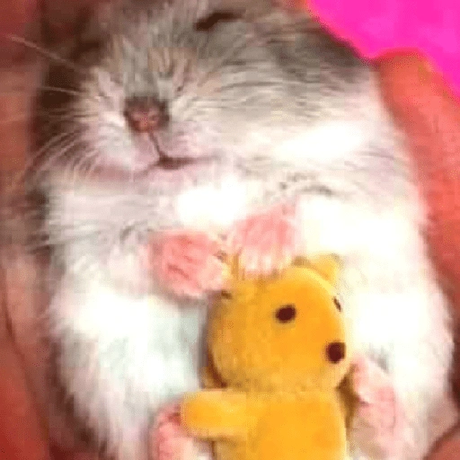 الهامستر 🐹 (8cfghqxjyr)