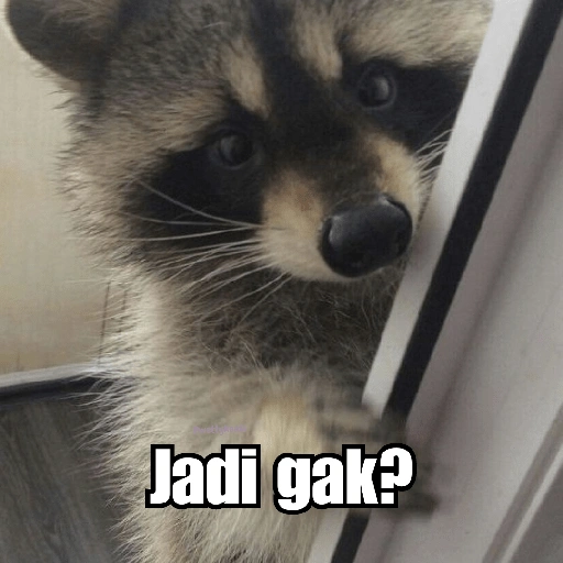 Raccoon Lucu (g5x4bc9p8q)
