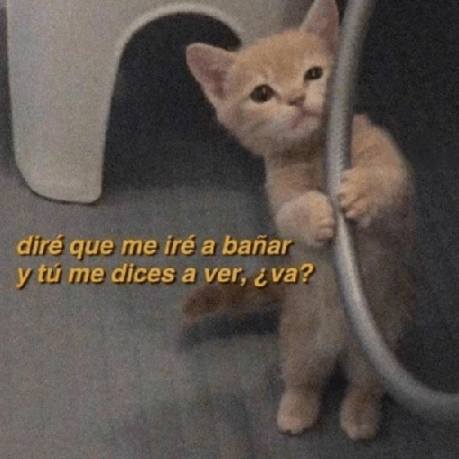 diré que me iré a bañar y tú me dices a ver, ¿va? (z74b6j8mgf)
