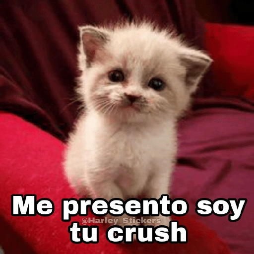 Me presento soy tu crush @Harley Stickers (ydpf682kht)