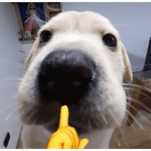 كلاب مضحكة (hjwvqmd4fn)