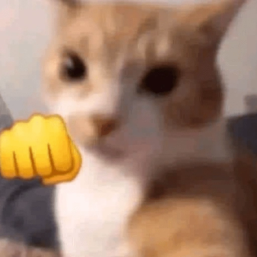 Gatitnhosfofos 😼 (9fkrmqbvz6)