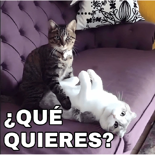 ¿QUÉ QUIERES? (fwkn29by6t)