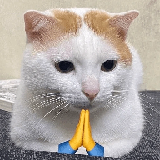Meme Kucing Lucu 🐱 (9svwzmd5cy)