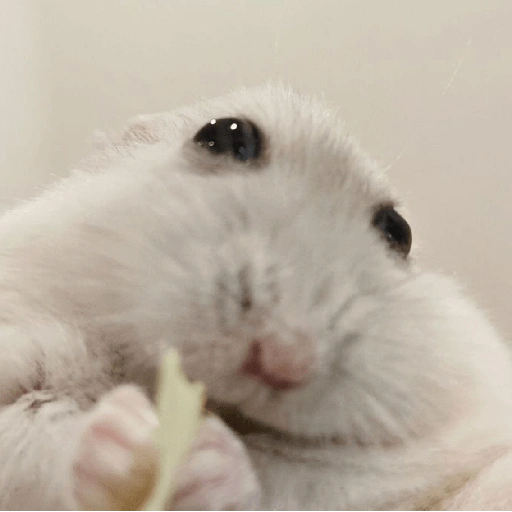 Rata triste Hámster Meme 🐹 (29gh5436db)