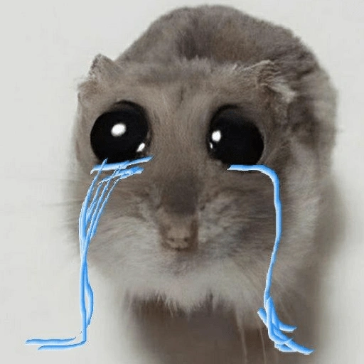 Rata triste Hámster Meme 🐹 (vk72sf8j4r)
