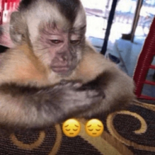 قرد نادم (4wbztdprn5)