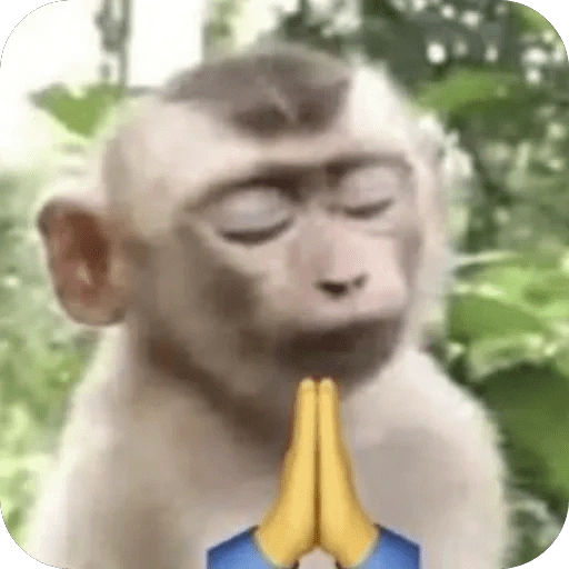 🐒 ردود أفعال القرود 🐒 (vxrcwph7ny)