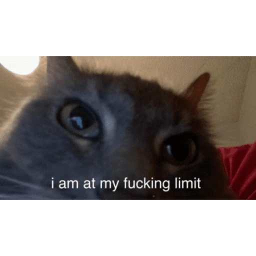 Ball cat (mt9pw4jczq)