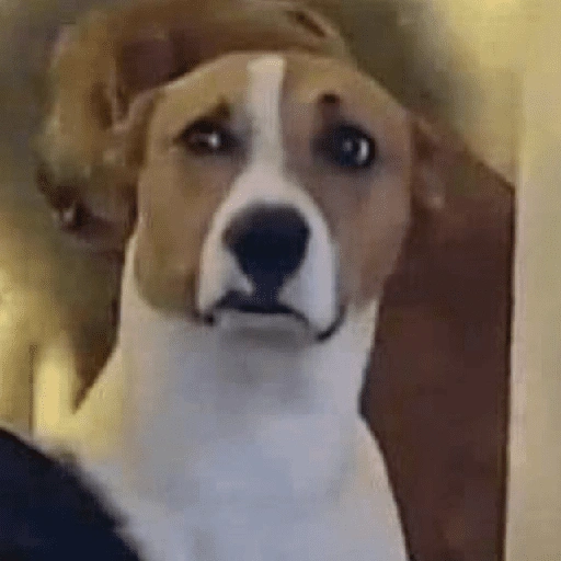 😎 Animales DIVERTIDOS 4 💯😎 (nptbfvsr4g)