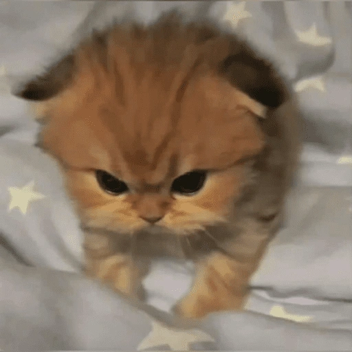 قطط: عصبية ولطيفة 😾 (fqs59pr2x8)