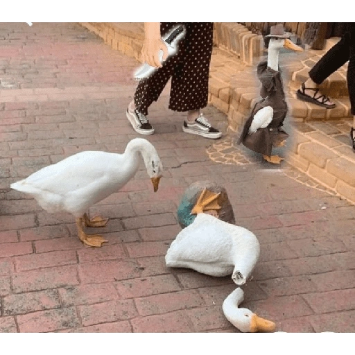 ردود فعل البط (ncprsmyf7v)