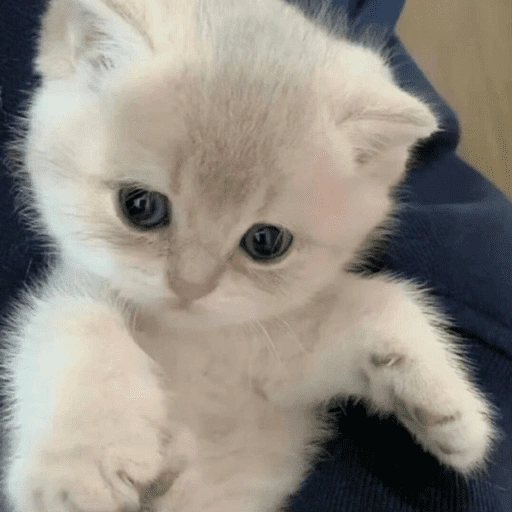 قطط: عصبية ولطيفة 😾 (ktyp7qgwj4)