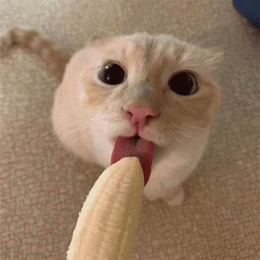 عضة القط للموز 🍌 (ybx6mwktqg)
