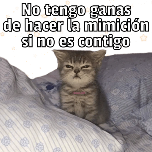 🐱🐾Mishis🐈🐈‍⬛Para Tu Crush💘😻 (xnv5h6mt2r)