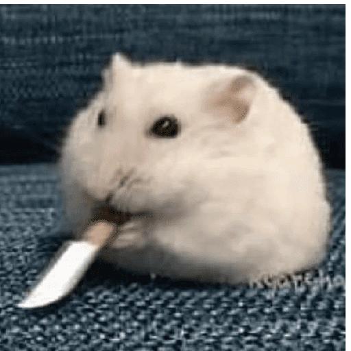 الهامستر 🐹 (465dv2n7jz)