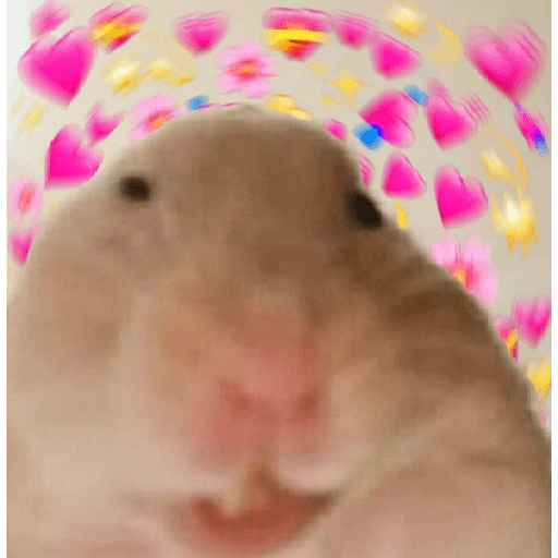 الهامستر 🐹 (bg9qc37dmf)